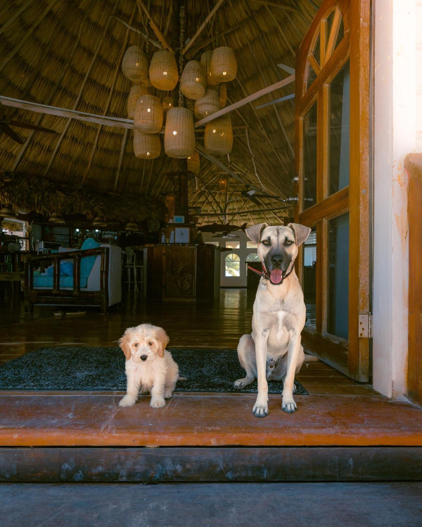 Thatch Caye Resort A Muy'Ono Resort هوبكنز المظهر الخارجي الصورة